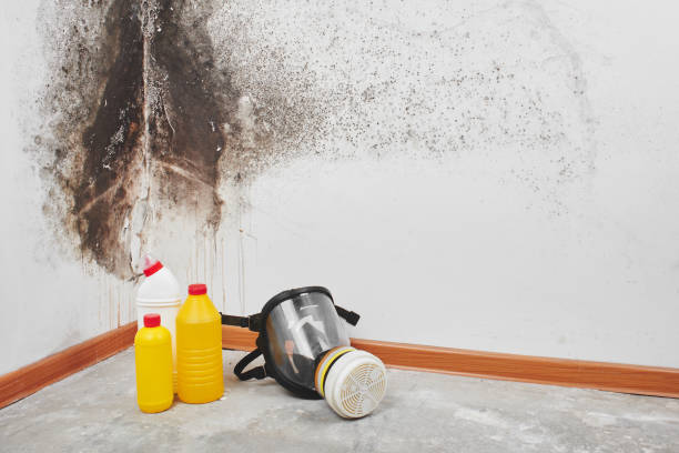 Best Toxic Mold Removal  in Gervais, OR