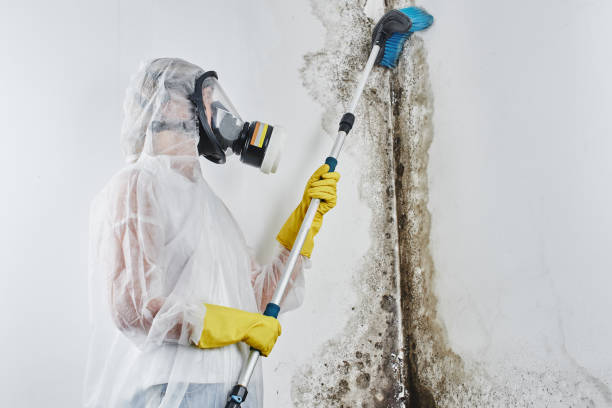 Best Office Mold Removal Services  in Gervais, OR