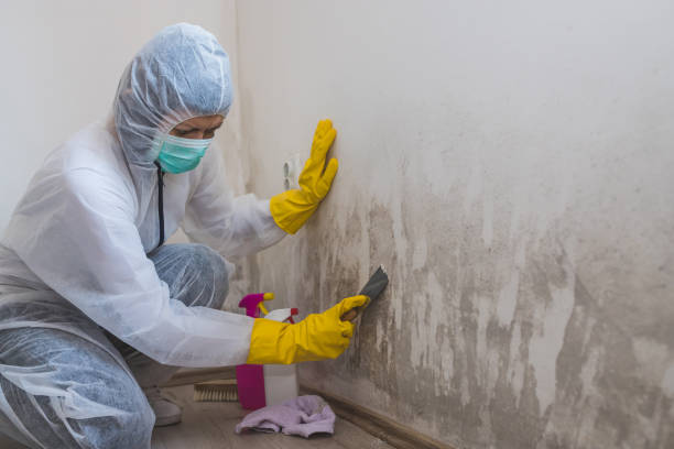 Best Certified Mold Removal  in Gervais, OR