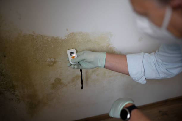 Best Affordable Mold Removal  in Gervais, OR