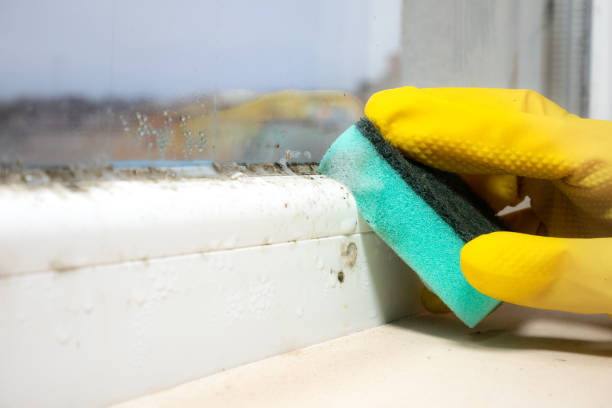 Best Fast Mold Removal  in Gervais, OR
