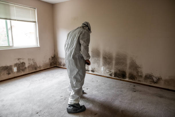 Gervais, OR Mold Removal Company