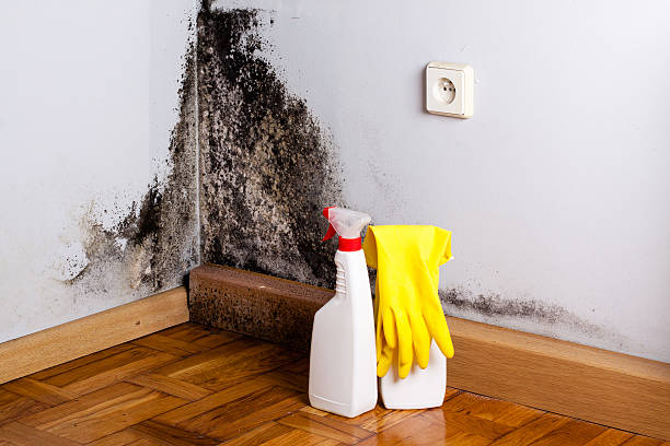 Best Emergency Mold Removal  in Gervais, OR